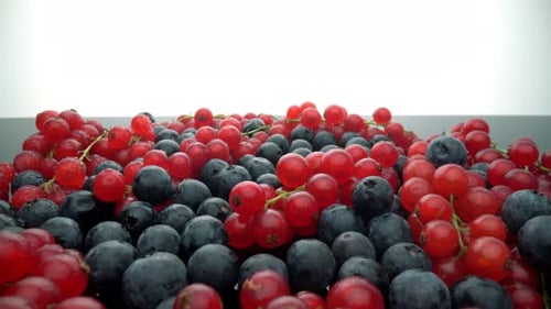 Pile of Fresh Red Currants and Blueberries