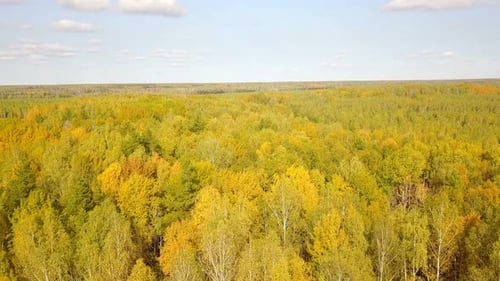 Forest Nature