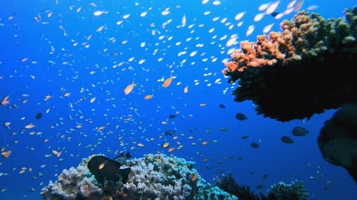 Colorful Fish Swim Around Coral Reef Underwater