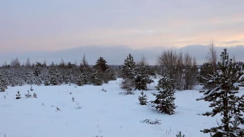 Panorama des Winterwaldes an einem bewölkten Tag