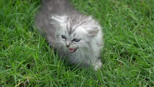 Cute Kitten Sitting On Green Grass