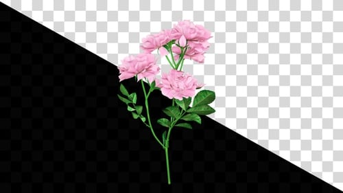 Delicate Pink Roses Swaying Nature Motion Element