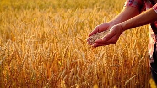 Wheat in the Hands of a Man on the Field