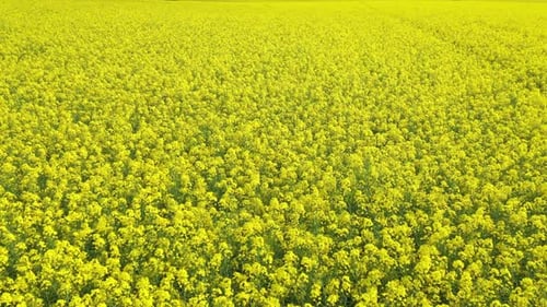Rapeseed Field 04