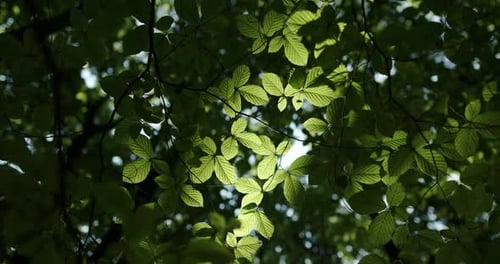The Leaves of Fresh Green Trees in the Dense Forest Receive Sunlight for Photosynthesis. Beautiful