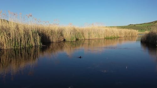 Lac couvert de roseaux et le canard