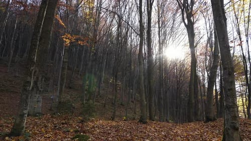 Sun through the trees in a forest