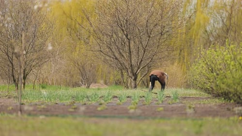 Gardener Tending Plants in a Rural Garden