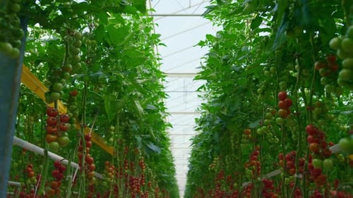 Lush Tomato Plants Growing in Greenhouse