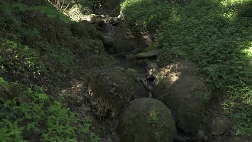 Spring flowing at the Botanical Garden, Cluj-Napoca