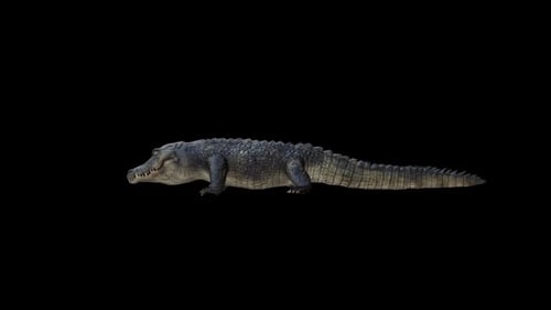Alligator-Biss