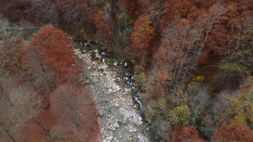 River in mountain forest with red and yellow trees autumn foliage aerial view