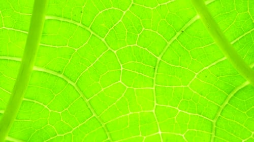 Green Leaf Analysis