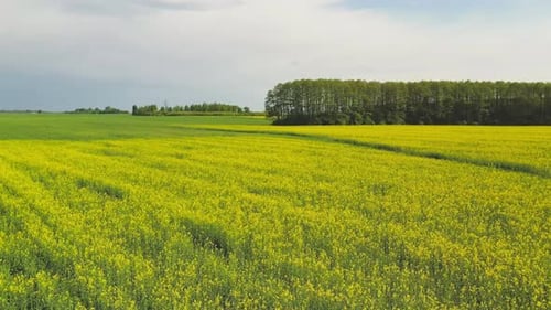 Beautiful Farm Fields of Belarus with Blooming Rape. View From the Drone