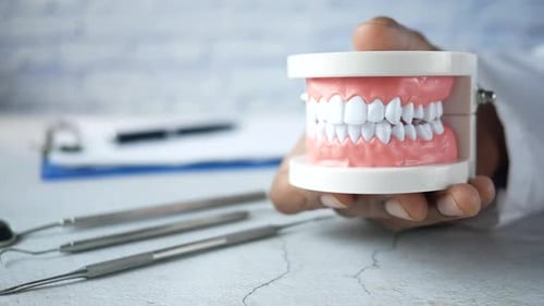 Dental Model Held By Doctor Close Up