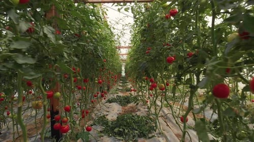Rows of Ripe Tomatoes Growing in Greenhouse