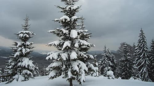 Panoramalandschaft mit immergrünen Pinien, die nach schweren Stürmen mit Neuschnee bedeckt sind