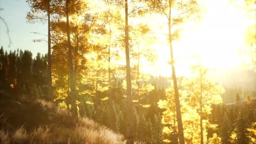 Coucher de soleil radieux dans les montagnes avec la forêt