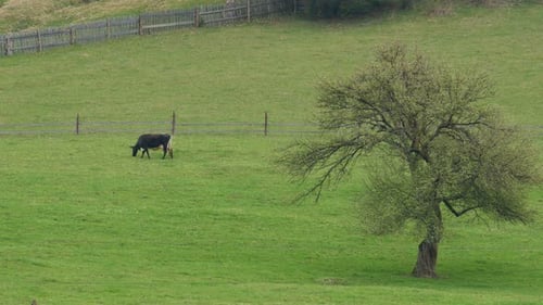 Herde von Kühen auf der Weide