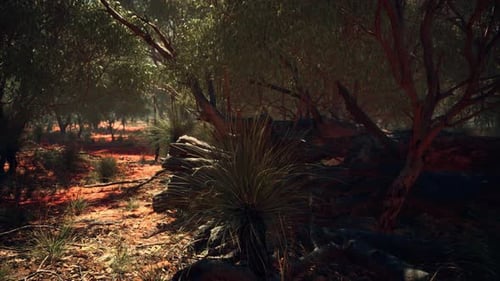Immersive Walk Through Australian Outback Bushland