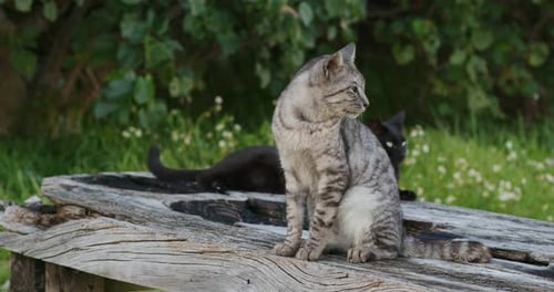 Straßenkatze im Freien