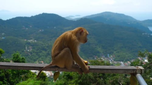 Macaque on Hill of Phuket