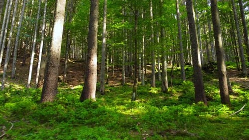 Spring Green Forest Sunny Magical Powerful Trees in the Morning Time The Sun's Rays Pass Through the