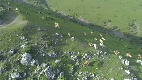 European Cows Grazing In The Mountain Meadows