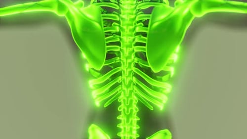 Glowing Green Human Skeleton 3D Medical Scan Animation