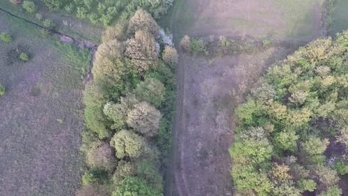 Green Meadow and Trees