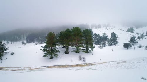 Bäume im Winter