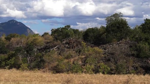 Savannah landscape in Tsavo Park, Kenya, mountain and Forest, Slow motion