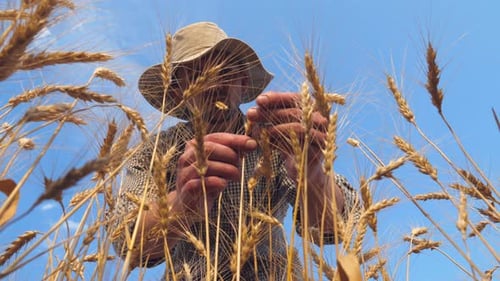 Young Agronomist Exploring Ripe Barley Stalks at Golden Plantation. Male Farmer Examining Wheat Ears