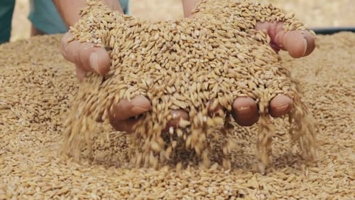 Hands Sifting Golden Grain After Harvest