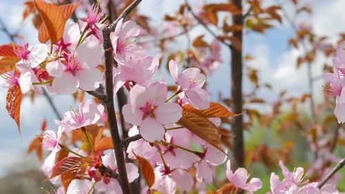 Rosa Sakura