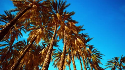 Kokospalmen am blauen Himmel