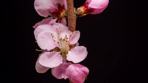 Time Lapse of Pink Flowers Blooming on Branch