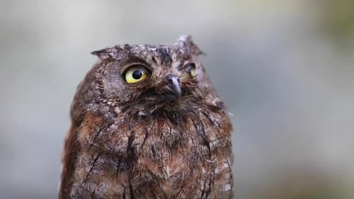Detailed Close-up of Wise Brown Owl