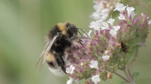 Bumble Bee Pollinating Flowers Up Close