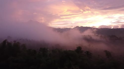 Fog Occupies the Forest and Above It