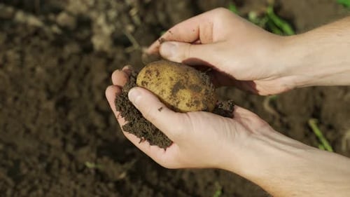 Hands Cleaning Fresh Potato from the Soil
