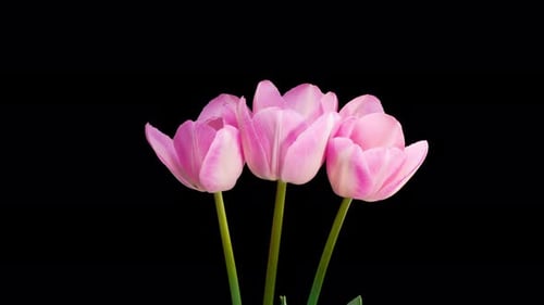 Blooming Pink Tulips Against Black Background