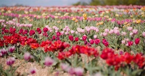 Blooming Tulips on Flowers Plantation Farm