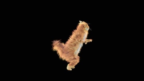 Katze tanzt HD