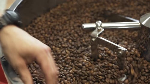 Hands Sorting Roasted Coffee Beans in Roaster