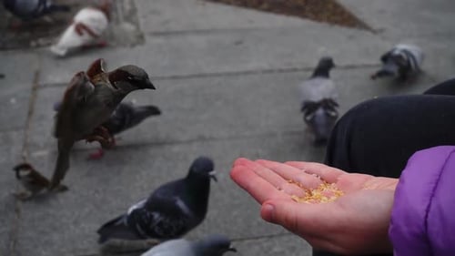 The Girl Feeds Birds from Hands
