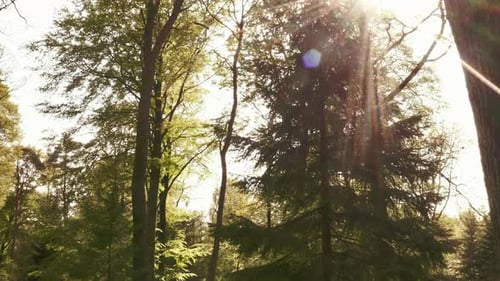 Tall Trees in the Forest with Sun Flare in Frame