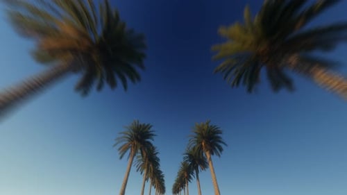 Tropical Palm Trees Swaying Seamless Loop