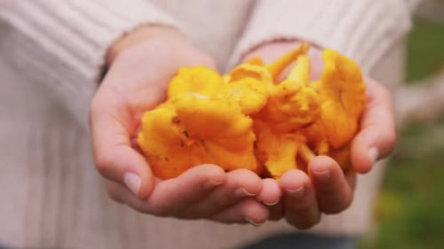 Close Up of Hands Holding Mushrooms in Forest