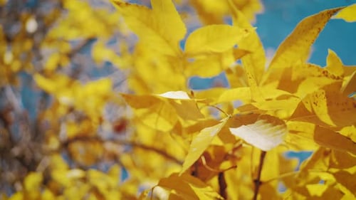 Golden Tree Leaves Shimmer in Autumn Sunlight